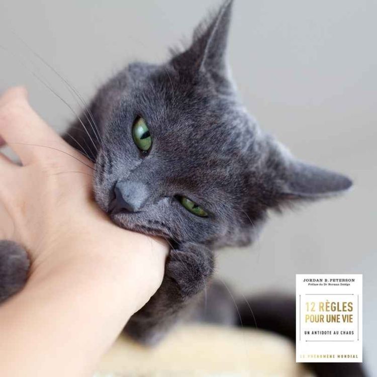 cover art for RÈGLE #12: CARESSE LES CHATS QUE TU CROISES DANS LA RUE 🎁