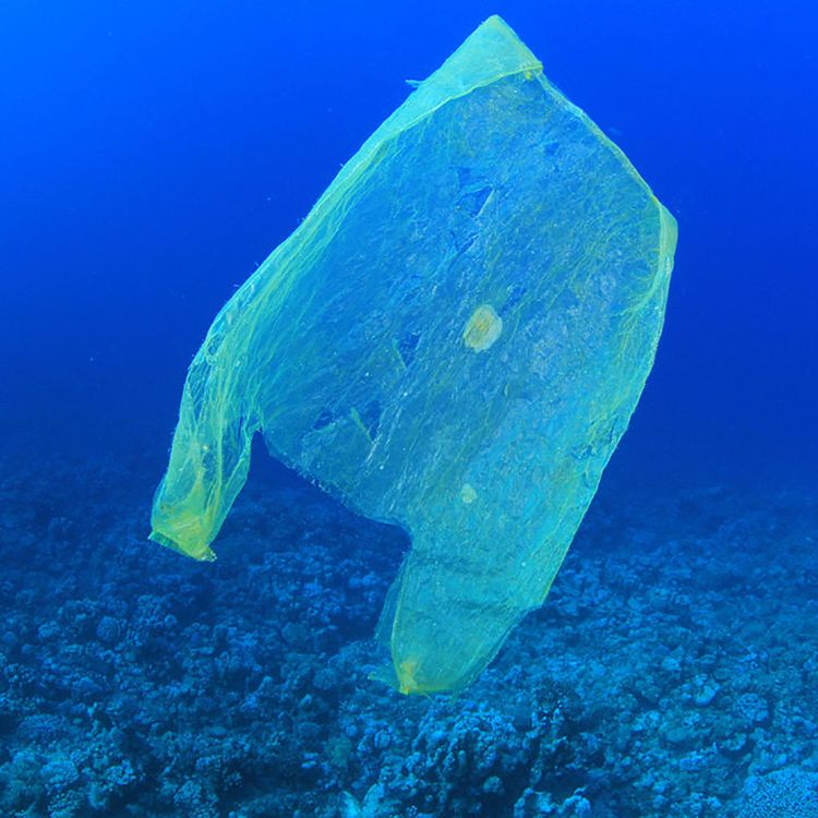 cover art for Bagging The Single Use Bags