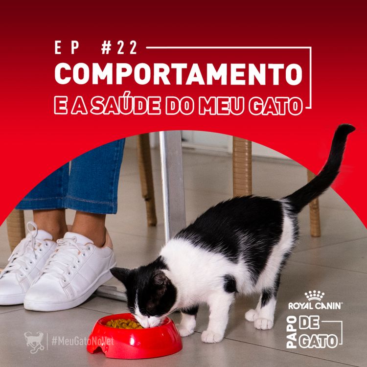 cover art for O que o comportamento do meu gato revela sobre a saúde dele?