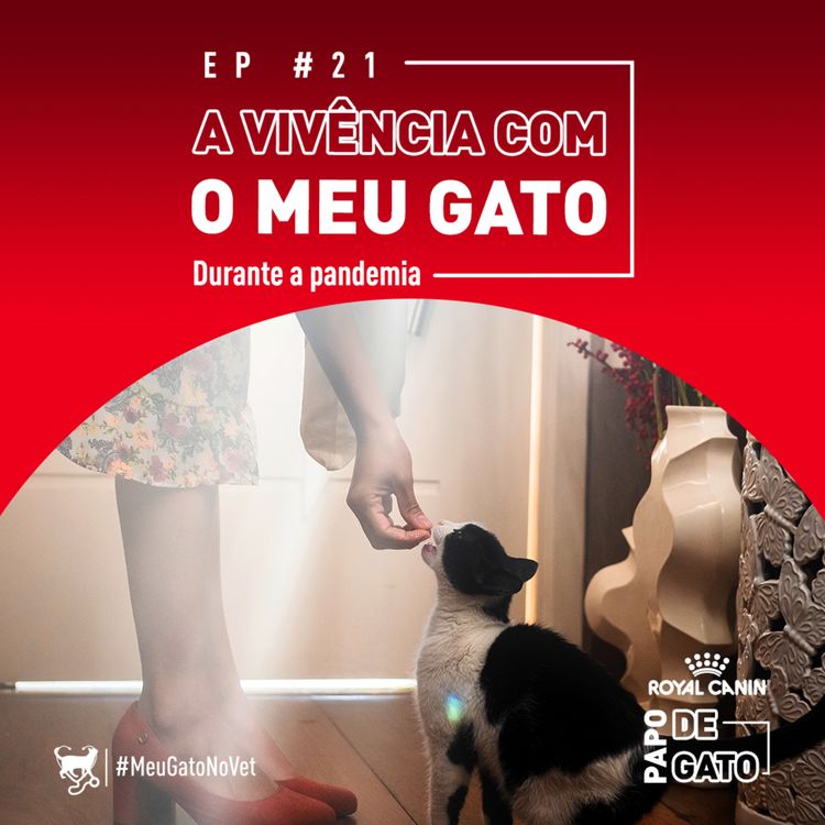 cover art for A vivência com meu gato durante a pandemia
