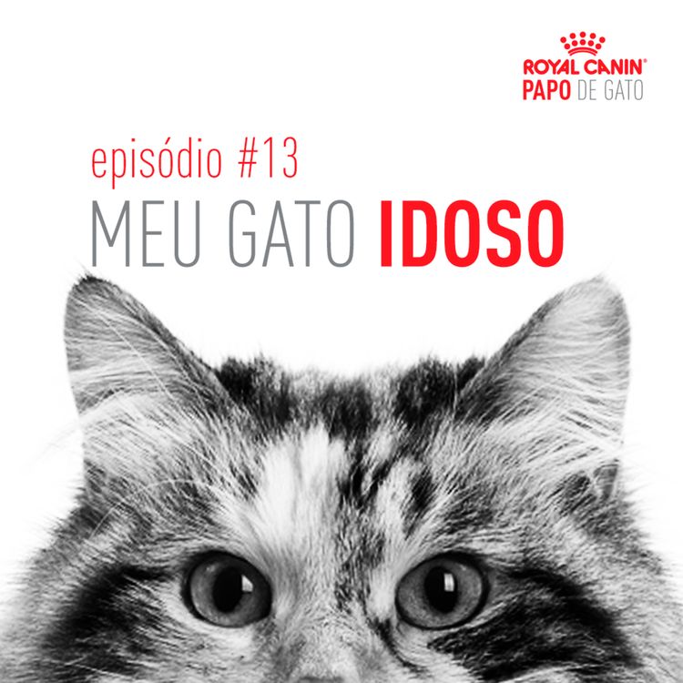 cover art for Meu gato idoso