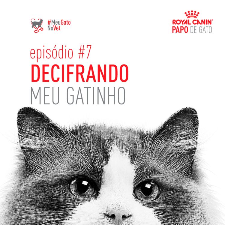 cover art for Decifrando meu gatinho