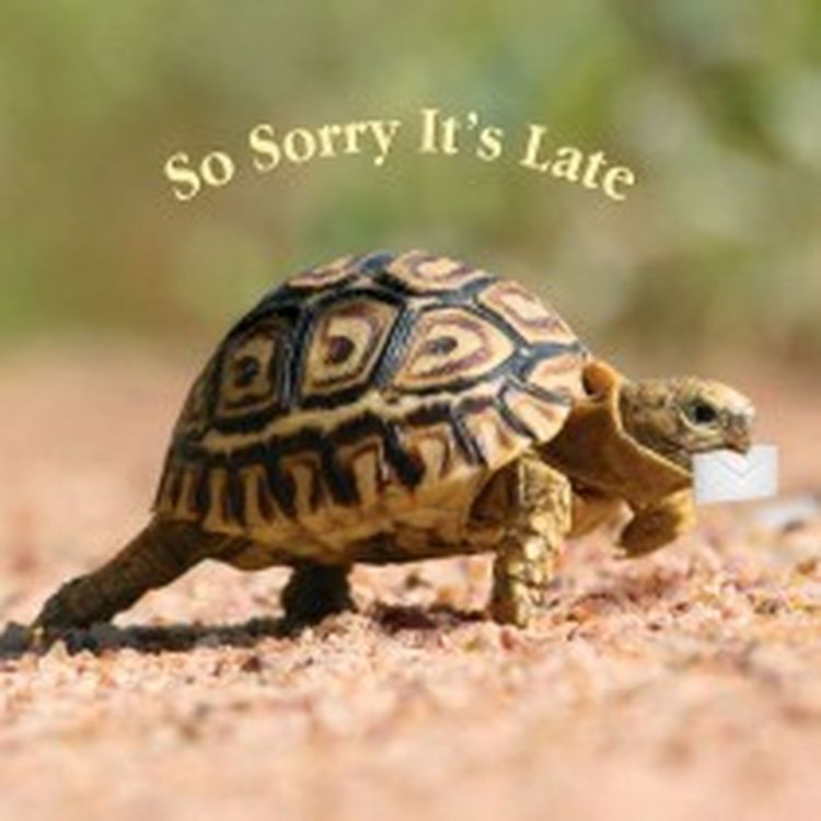 cover art for Leicester are CHAMPIONS, but you already knew that !