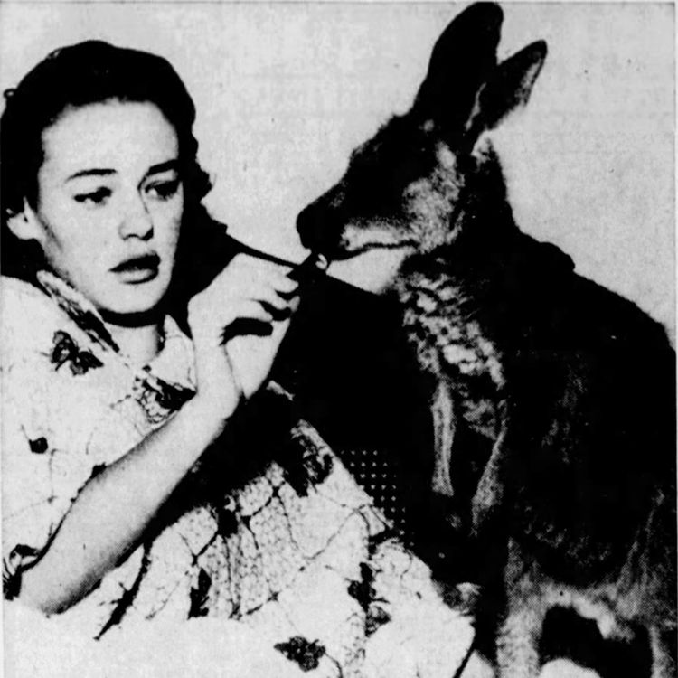 cover art for This Week in 1952: Miss Kangaroo & the Great Koala Heist