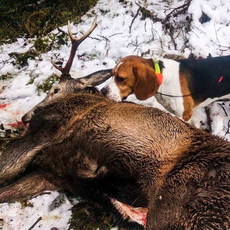 cover art for Hjortejakt - Den nye nasjonaljakta