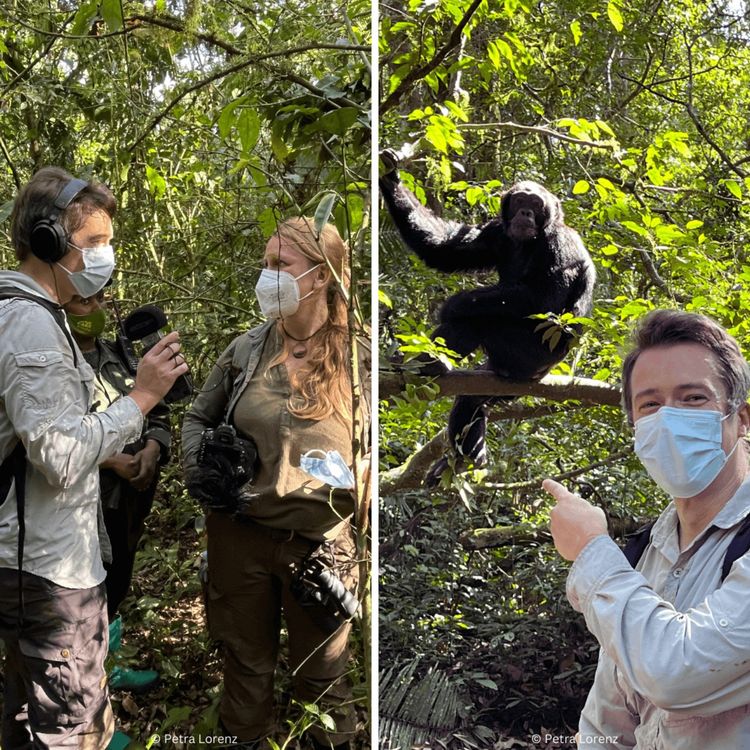 cover art for WW427: Von Schuhschnäbeln und Schimpansen (2/2) – unterwegs in Uganda mit Lydia Möcklinghoff und Erik Lorenz 