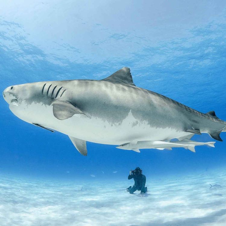 cover art for WW410: Tanz mit den Haien – mit Haiforscher Lukas Müller auf den Bahamas