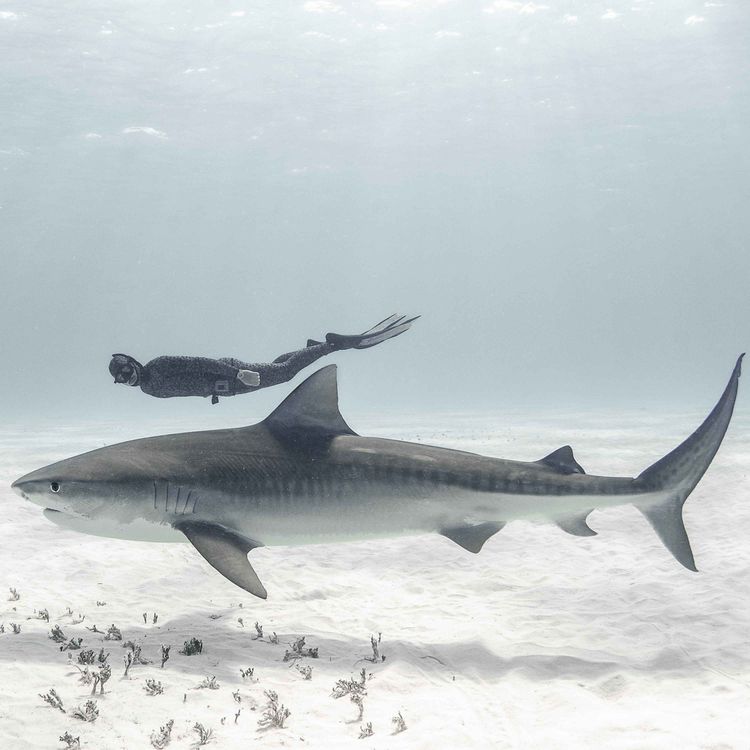 cover art for WW423: Im Reich der Haie – Freitauchen am Limit mit Lukas Müller