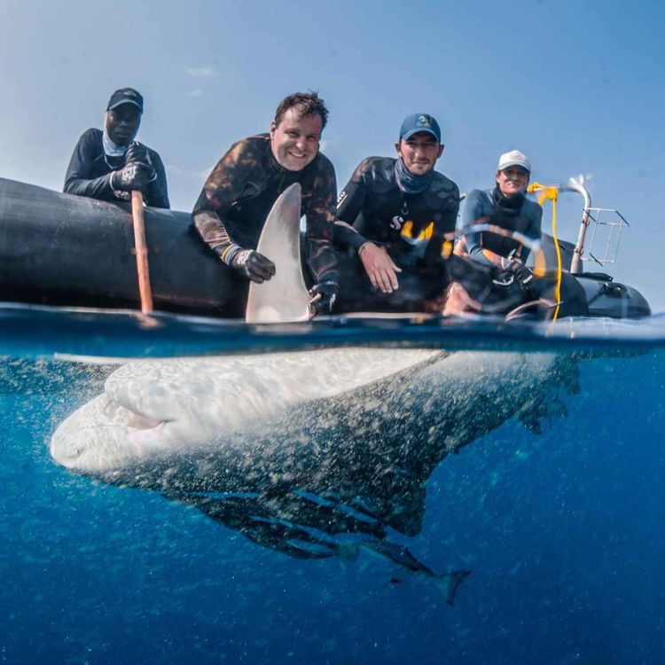 cover art for WW436: Bullenhaie in der Blauen Savanne – Lukas Müller über Hai-Forschung in Mosambik