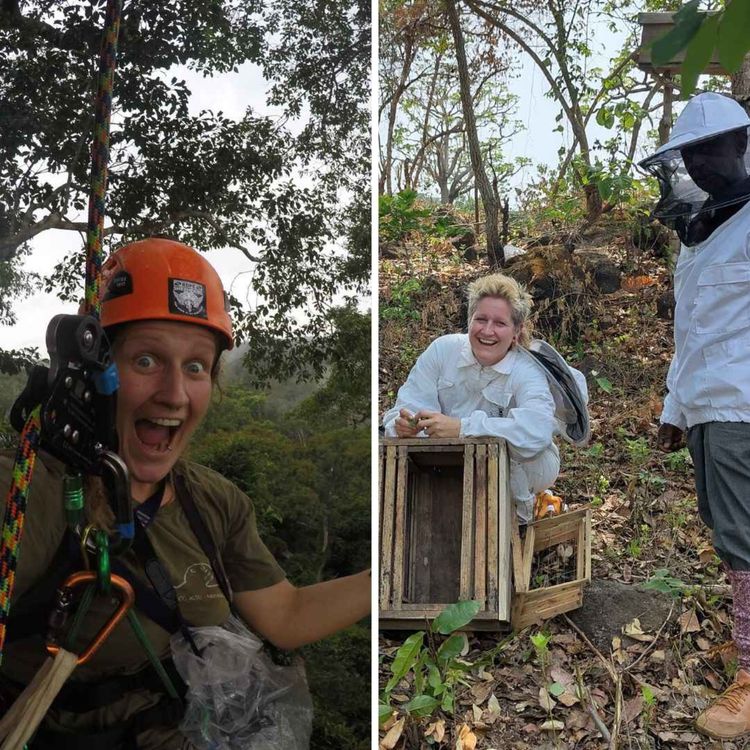 cover art for Feldforschung im Ausnahmezustand – Biologie zwischen Regenwald und Krisen in Sierra Leone, Brasilien und Ghana | Ricarda Wistuba | WW448