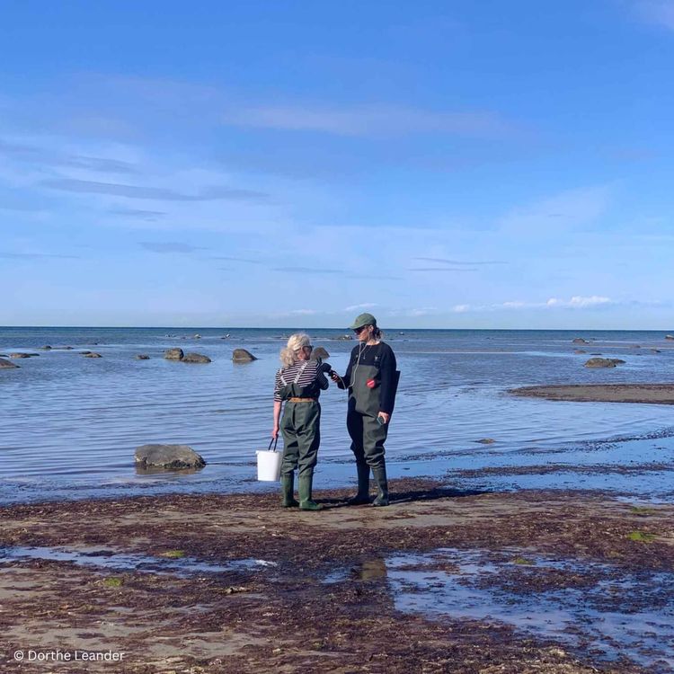 cover art for WW435: Von Salzsiedern, Seegrasdächern und starken Frauen – unterwegs auf der dänischen Insel Læsø mit Miriam Menz 
