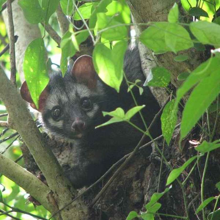 cover art for Kopi Luwak muss nicht sein