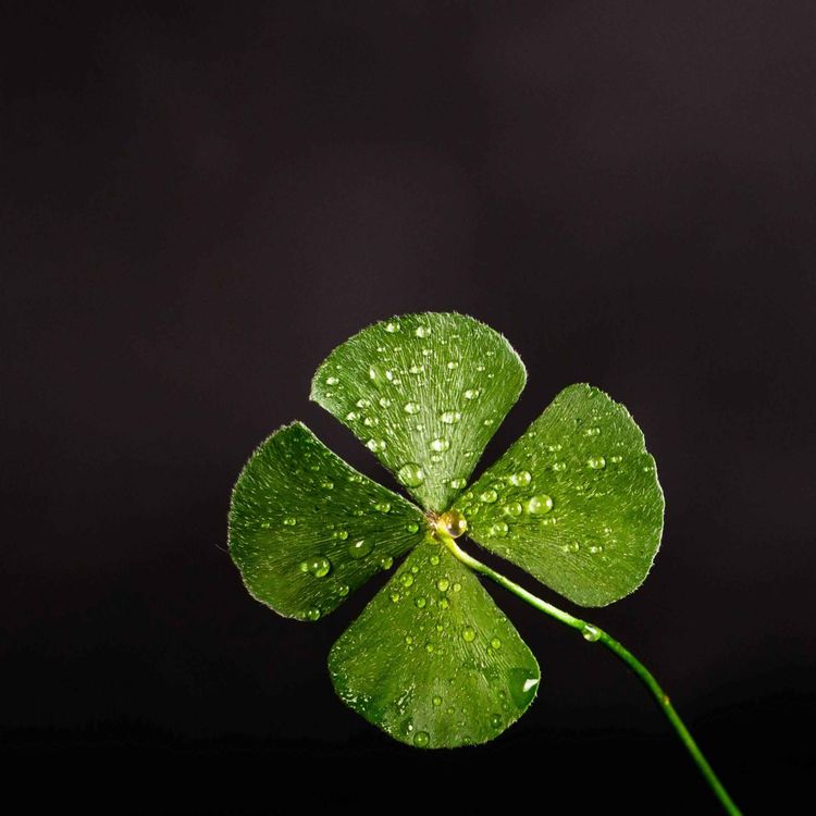 cover art for Das Streben nach Glück