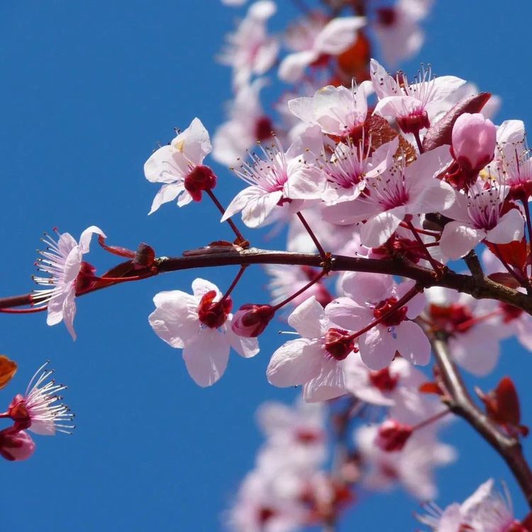 cover art for Freunde, dass der Mandelzweig wieder blüht und treibt