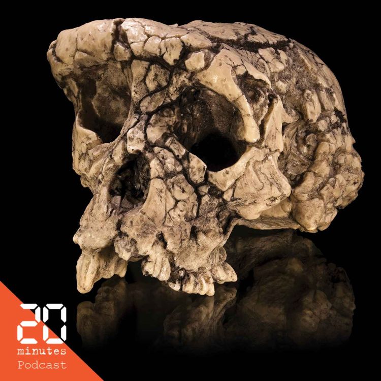 cover art for Il y a 7 millions d'années, Toumaï se tenait (déjà) debout