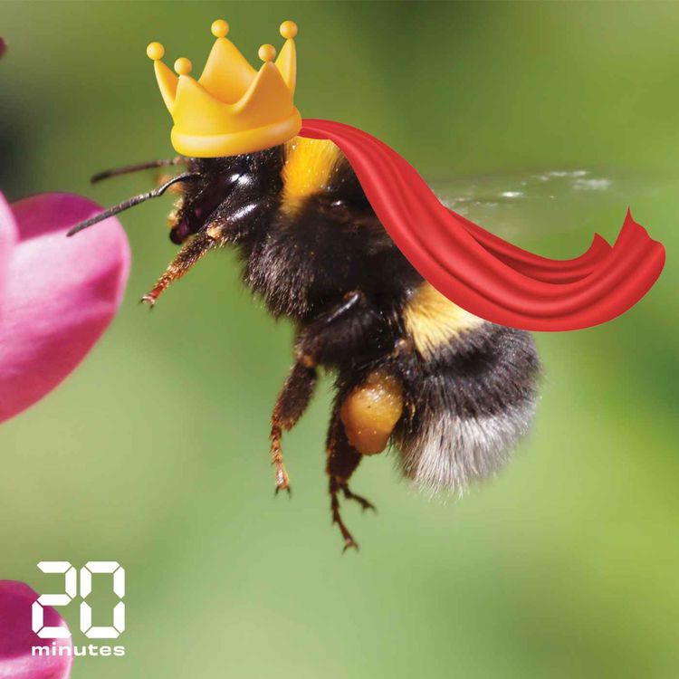 cover art for Les super-pouvoirs du bourdon 