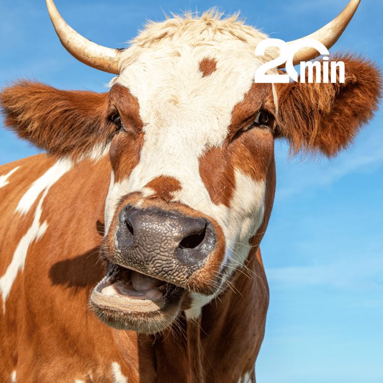 cover art for Pourquoi nos vaches sont en danger