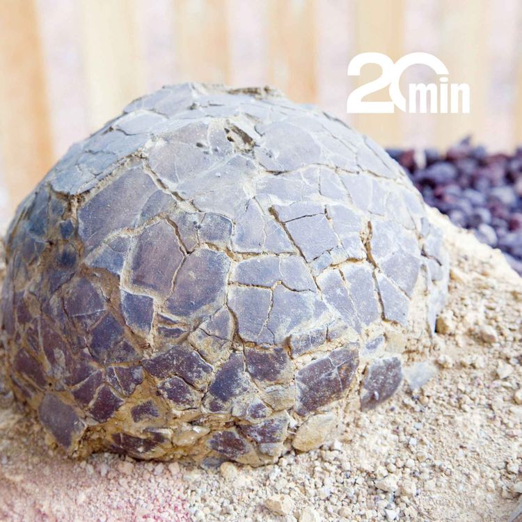 cover art for Découvrez « Eggs en Provence », gisement d'œufs de dinosaures unique au monde