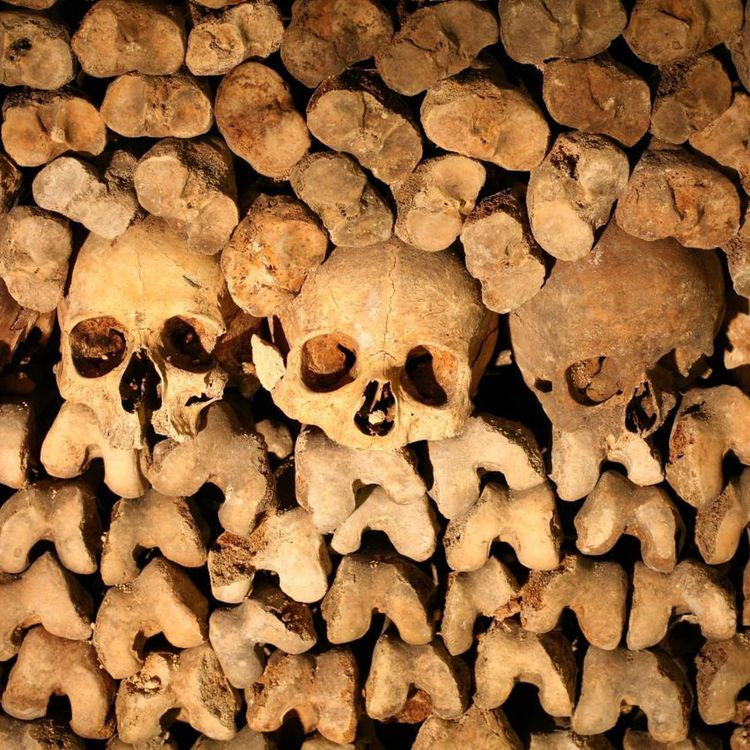 cover art for Episode 14: Holly Burn