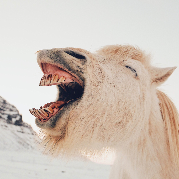 cover art for Could laughter be the root of good culture?