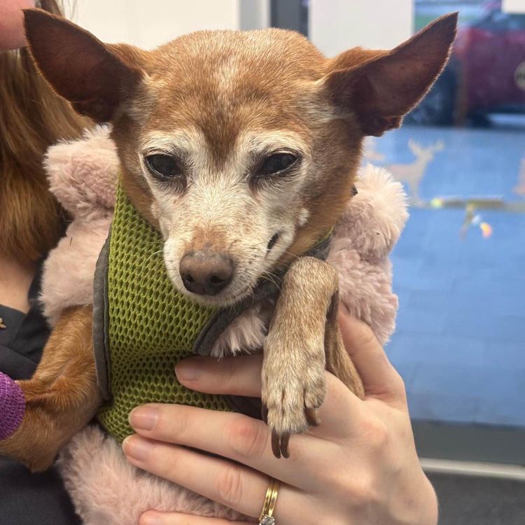 cover art for TUO on Laser Vision and 5IVE