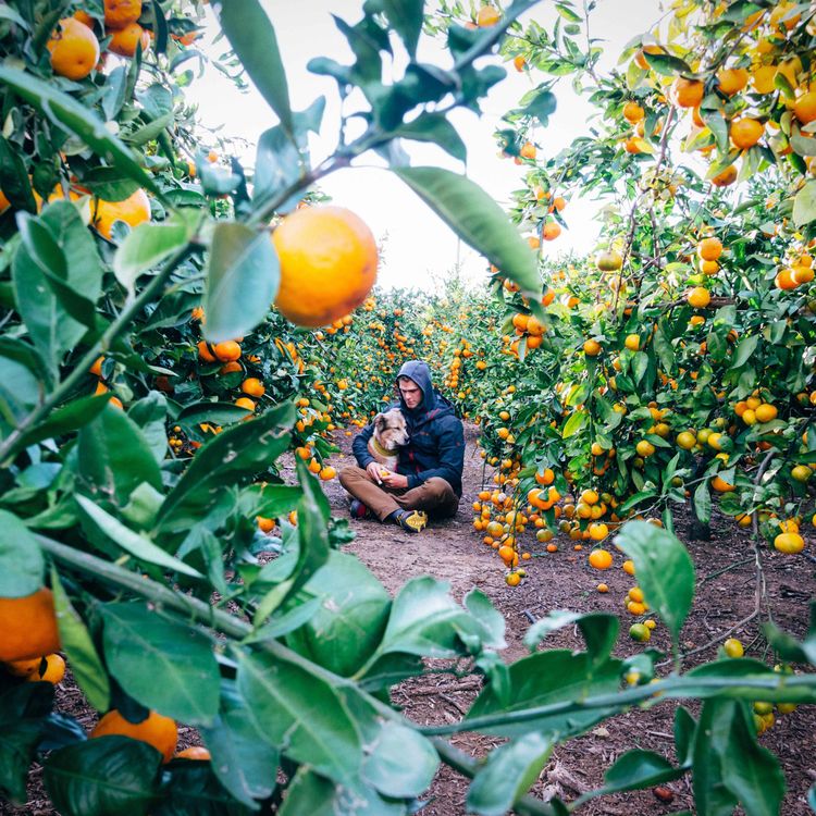 cover art for Episode 108: Tom Turcich, The World Walk