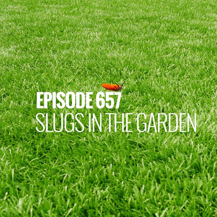 cover art for Episode 657 - Slugs in the garden