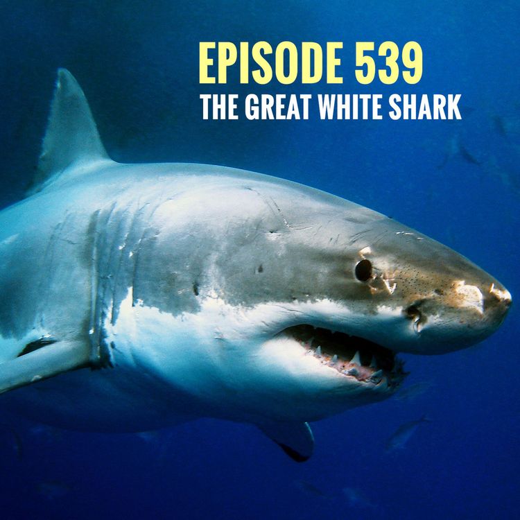 cover art for Episode 539 - The Great White Shark