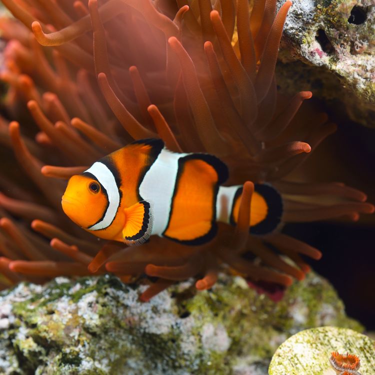 cover art for 12: Flytsonen