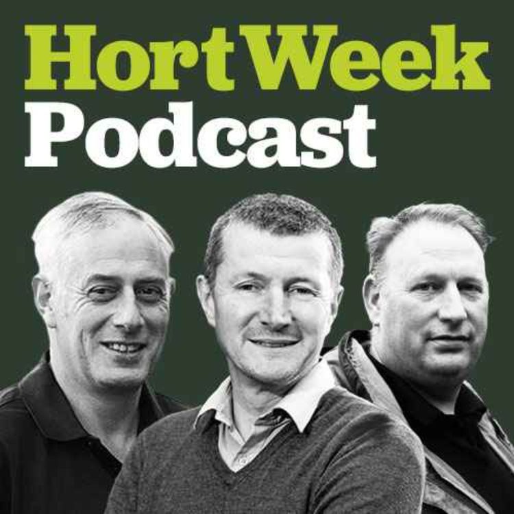 cover art for How to grow the best poinsettias -  ICL experts' advice for professional growers