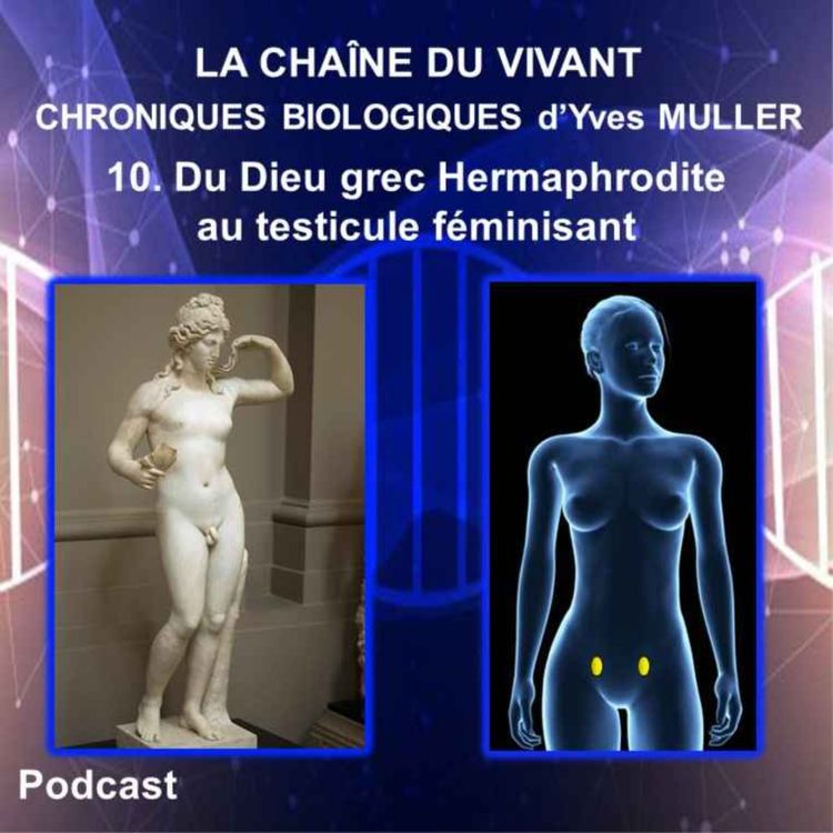 cover art for 10. Du Dieu grec Hermaphrodite au testicule féminisant