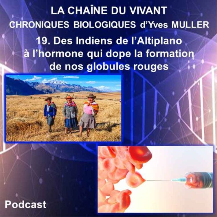 cover art for 19. Des Indiens de l’Altiplano à l’hormone qui dope la production de nos globules rouges