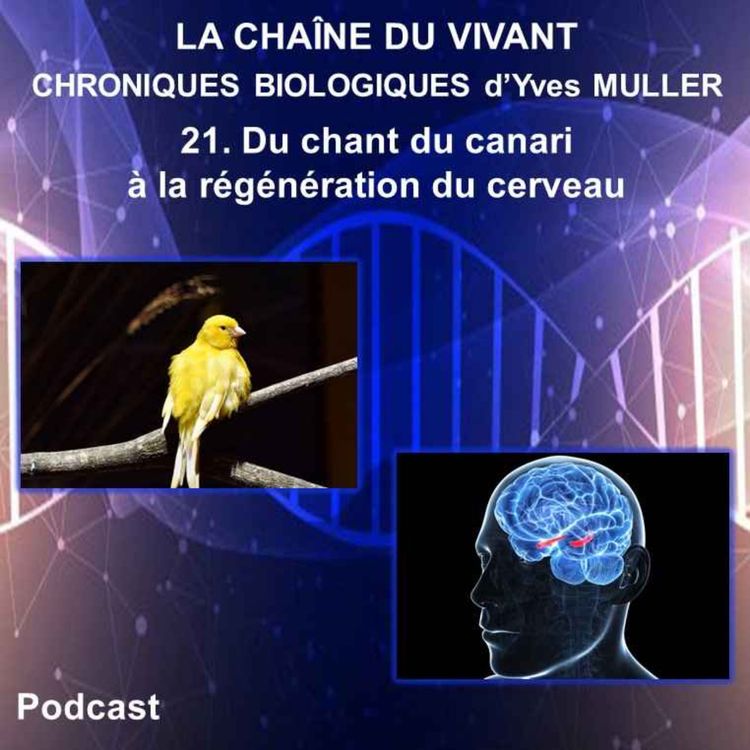 cover art for 21. Du chant du canari à la régénération du cerveau (nouvelle version)