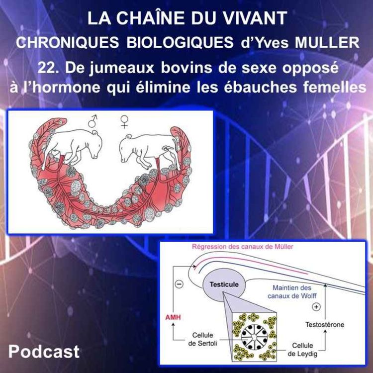 cover art for 22. De jumeaux bovins de sexe opposé à l’hormone qui élimine les ébauches femelles