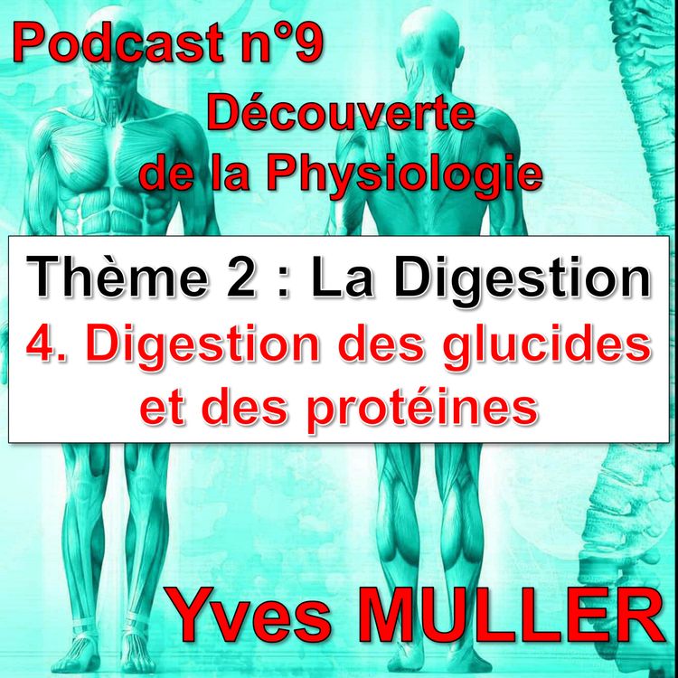 cover art for 9. Digestion des glucides et des protéines