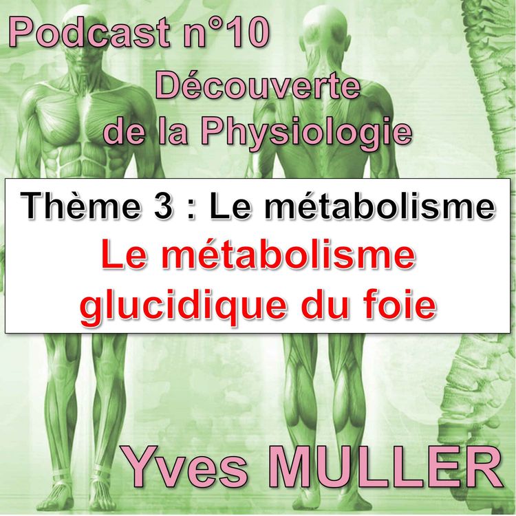 cover art for 11. Le métabolisme glucidique du foie