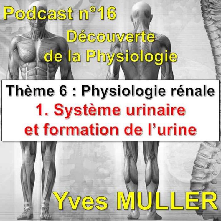 cover art for 16. Physiologie rénale - Système urinaire et formation de l'urine