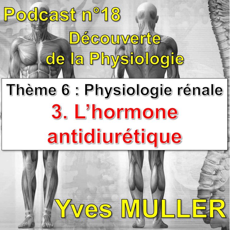 cover art for 18. Physiologie rénale - L'hormone antidiurétique (ou ADH)