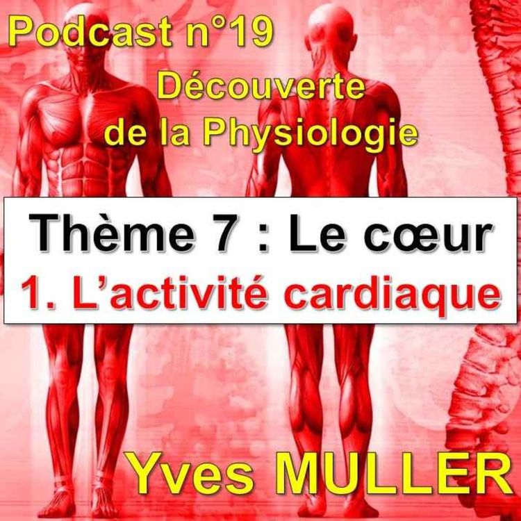cover art for 19. L'activité cardiaque