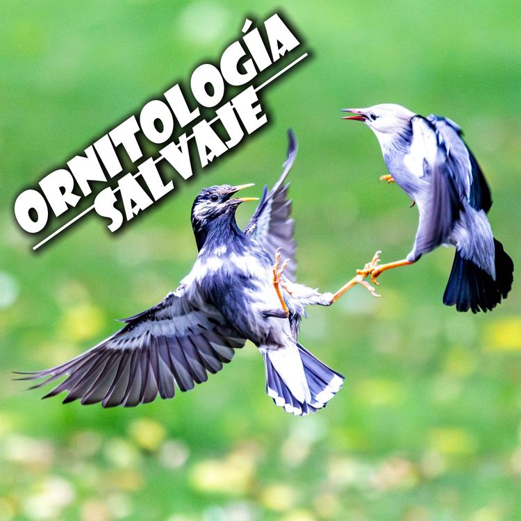 cover art for Ornitología salvaje