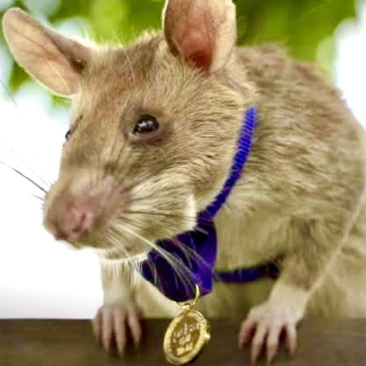 cover art for MAGAWA, la Rata que Salva Vidas!!