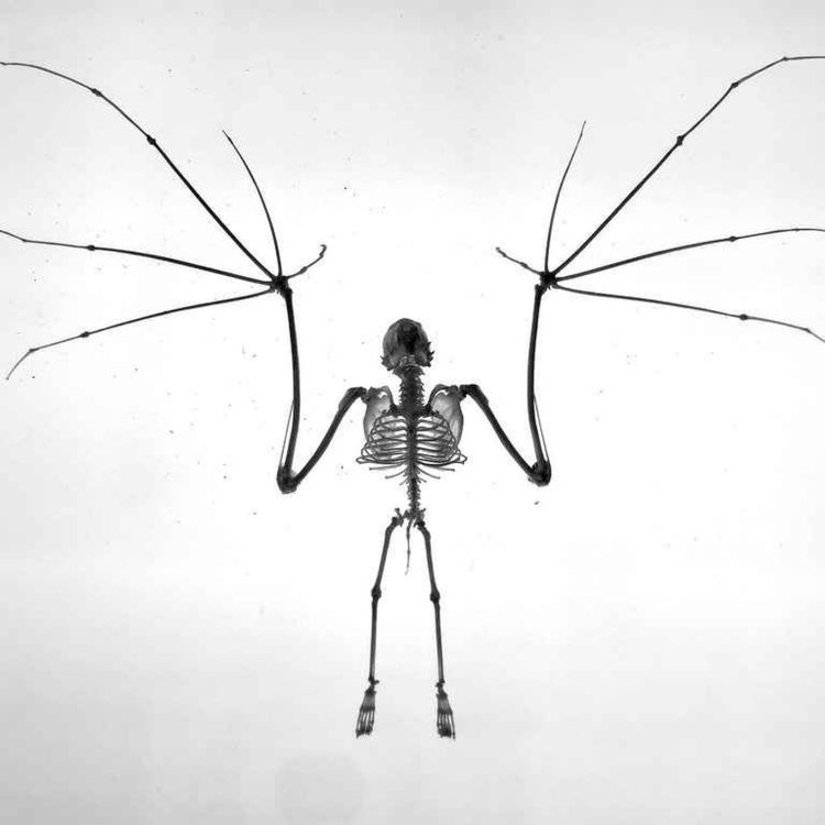 cover art for Bringing the Night to Life!