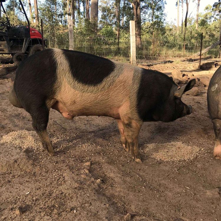 cover art for Australian Pork With Scott Graham , Part 2