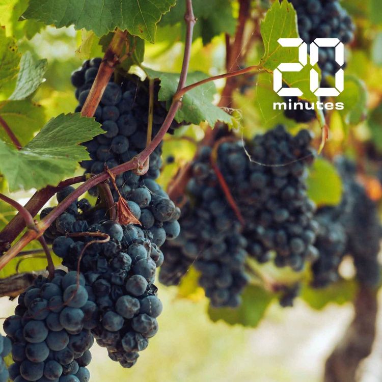 cover art for Le bordeaux en lendemain de cuite? #1