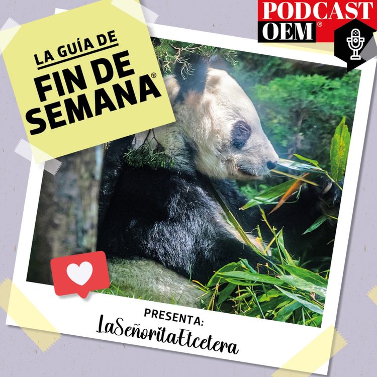 cover art for Una visita a Xin Xin, la última panda gigante de México