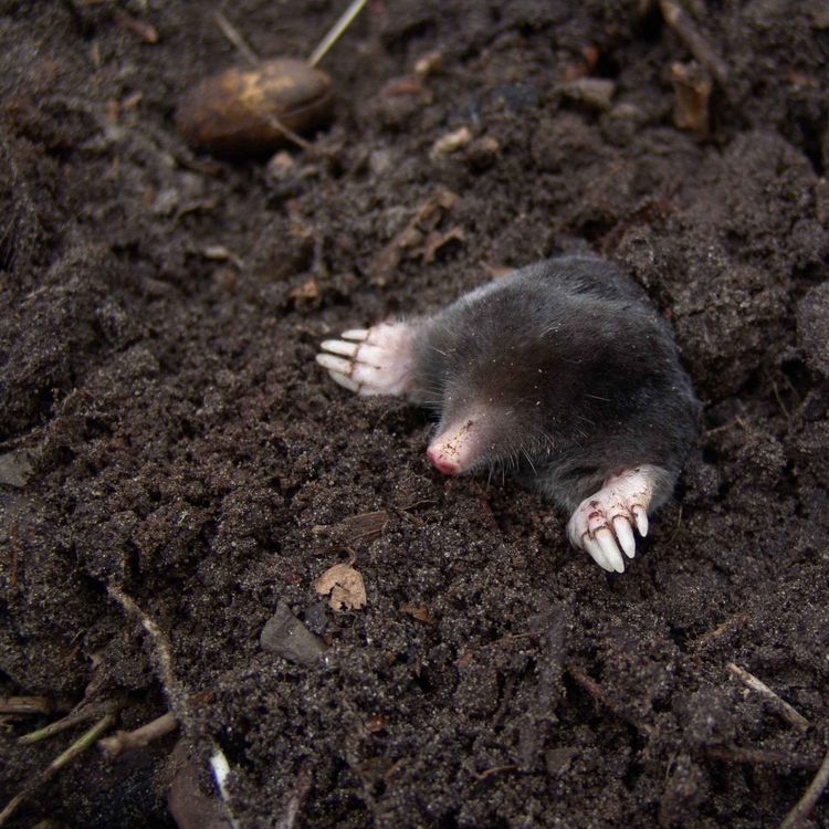 cover art for Are we going to run out of soil?