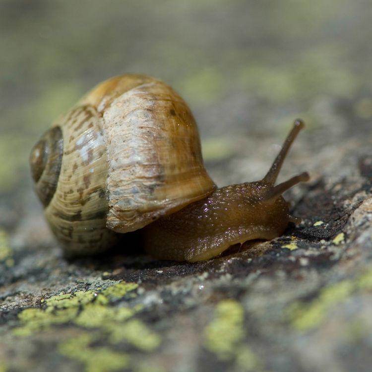 cover art for 264 How to fix your slowed down iPhone