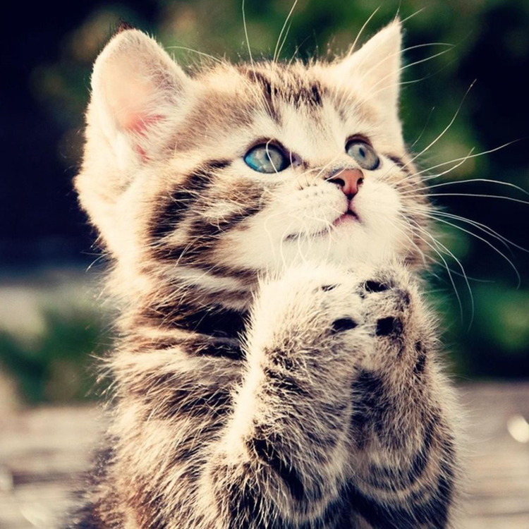 cover art for 229 Robo Cat