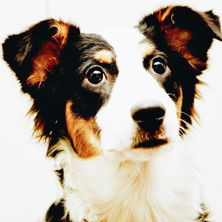 cover art for 161: In Memory of Coco