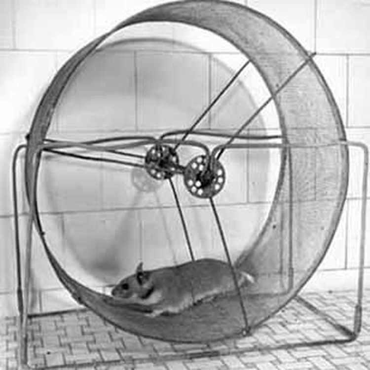 cover art for The Stephanie Experiment